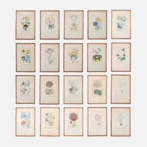 BOTANICAL ENGRAVINGS