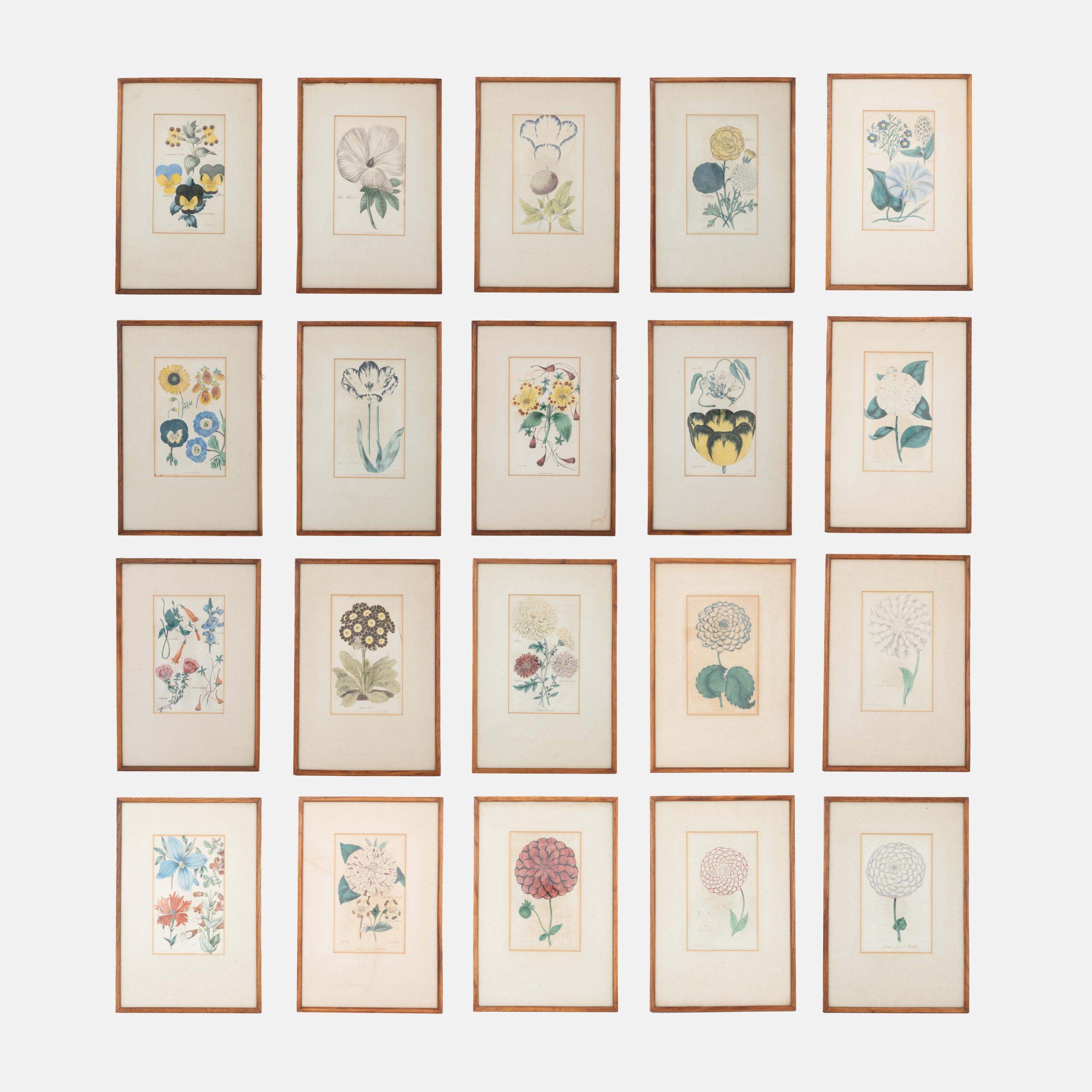 BOTANICAL ENGRAVINGS